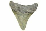 Serrated, Juvenile Megalodon Tooth - North Carolina #359039-1
